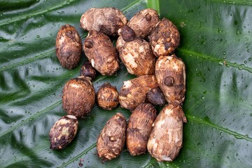 Heap of Taro Roots or Colocasia Esculenta Rhizome Isolated on Green Leaf
