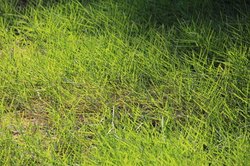 細長い葉の雑草が茂る地面