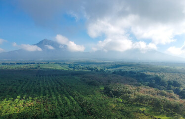 Obraz premium The view around Kalibendo plantation in Banyuwangi East Java Indonesia