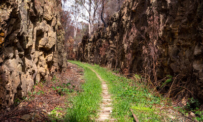 Abandoned and overgrown train tracks leading into a deep railway cutting