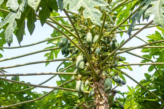 Papaya or Pawpaw Flowers and Fruits in Its Plant