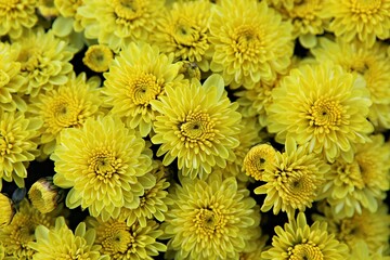 한국 인천시 부평구 부평문화의거리꽃축제에다녀왔습니다