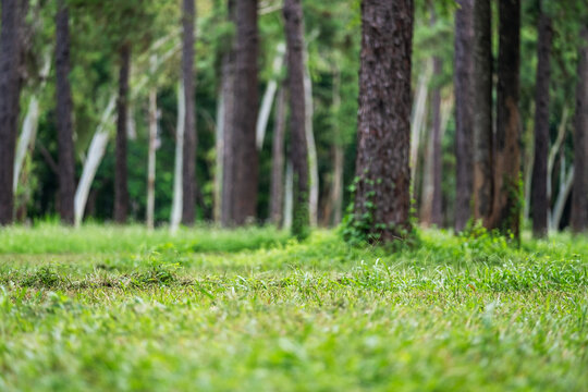 Blurred landscape image of pine trees and grass lawn in the forest