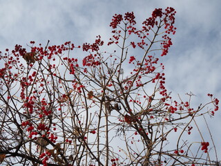 Red Viburnum berries in the tree, autumn sunny day
