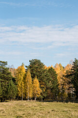 Fototapeta premium Scenery. Sunny, bright, autumn day. A meadow with old grass. In the distance there is a forest with yellow deciduous trees and green pines. Above the horizon there is a blue sky with white clouds.