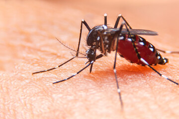 Striped mosquitoes are eating blood on human skin. Mosquitoes are carriers of dengue fever and malaria.Dengue fever is very widespread during the rainy season.