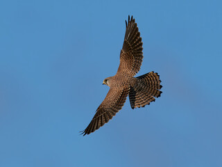 Common kestrel (Falco tinnunculus)