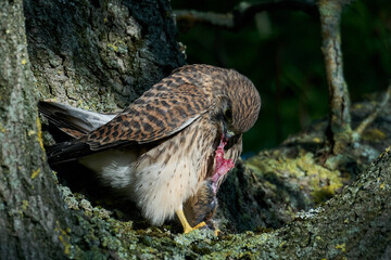 Common kestrel (Falco tinnunculus)