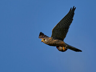 Common kestrel (Falco tinnunculus)