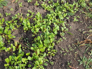 Arugula plant growing in organic vegetable garden.