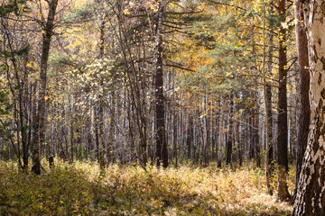 Obraz premium Autumn forest with fallen autumn, yellow foliage. The sun breaks through the branches of birches, aspens and green pine needles.