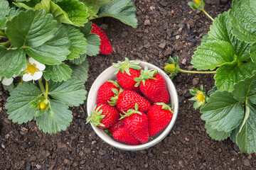 freshly picked strawberries in porcelain bowl in strawberry garden
