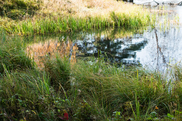 Scenery. The bank of the pond overgrown with grass. Green pine and blue sky are reflected in the water.