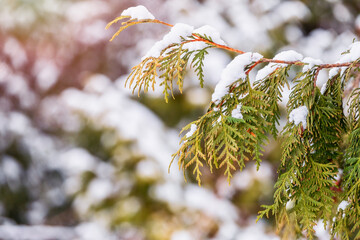 Snow on green thuja branches in the sunlight.