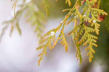 Snow on green thuja branches in the sunlight.