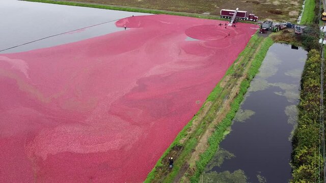 Aerial shot of cranberries loading to the truck in Canada
