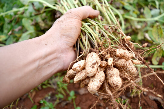 Hands harvesting fresh organic peanut from soil.