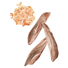 鰹節と削り節の水彩風イラスト