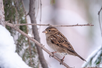 Sparrow sits on a branch without leaves with snow.