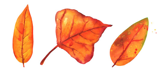 A set of autumn watercolour leaves, isolated on a white background, orange hues