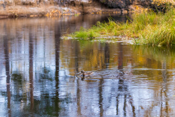 Duck swims on the river during the rain in autumn