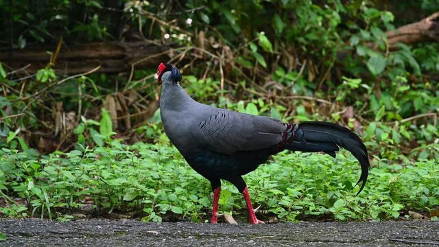 Siamese Fireback, Lophura diardi; a male individual seen in Sakaerat Environmental Research Station in Thailand facing and walking to the left side of the frame while looking around.