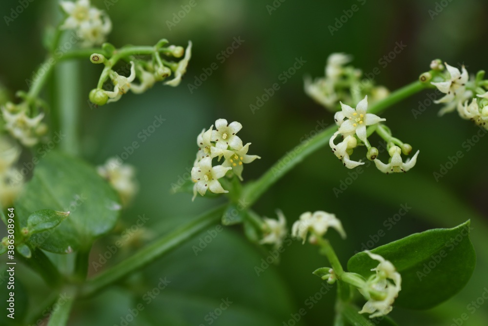 Sticker madder (rubia argyi) flowers / rubiaceae perennial vine plant.