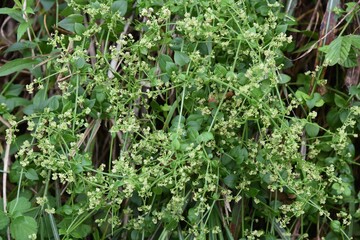 Fototapeta na wymiar Madder (Rubia argyi) flowers / Rubiaceae perennial vine plant.
