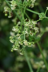 Madder (Rubia argyi)  flowers / Rubiaceae perennial vine plant.