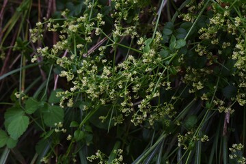 Madder (Rubia argyi)  flowers / Rubiaceae perennial vine plant.