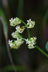 Madder (Rubia argyi)  flowers / Rubiaceae perennial vine plant.