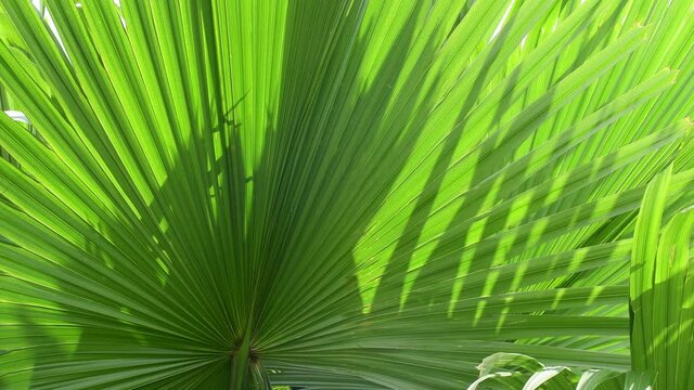 palm leaf, sunlight shining through tropical foliage