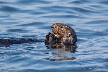 Fototapeta premium A California Otter Eating in the water