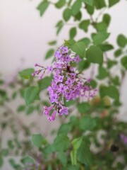 Obraz premium close up of lavender