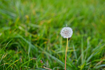 dandelion on green grass