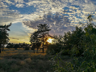summer sunset in the forest