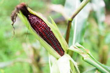 Closeup to fresh Purple corn on corn tree