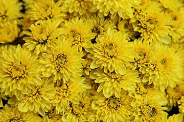 한국 인천시 부평구 부평문화의거리꽃축제에다녀왔습니다