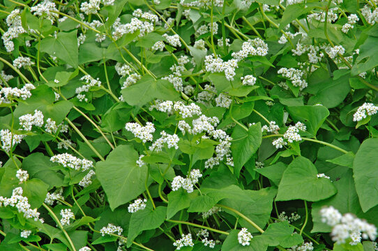 427 Best タデ科 Images Stock Photos Vectors Adobe Stock