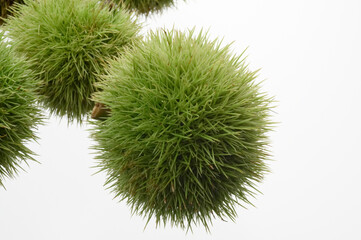 まだ青いイガグリ数個アップ