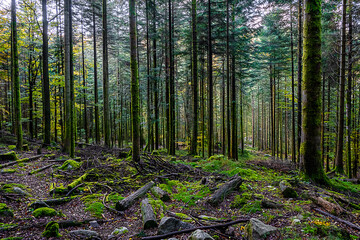 Forêt, le Haut-du-Tôt dans les Vosges