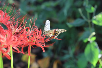 ヒガンバナの蜜を吸うアゲハチョウ