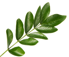 Obraz premium Fresh green leaves branch macro shot isolate on white background 