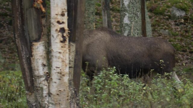 Side view of female moose running away in slowmotion during hunting season in Sweden. Surrounded by pine tree forest.