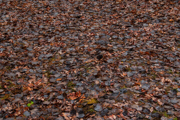 Land strewn with brown autumn leaves