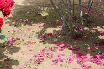 赤いバラの根元と地面