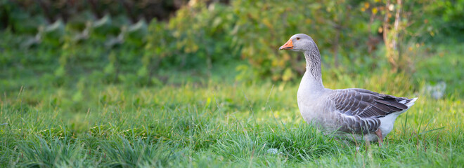 Baner goose on green grass. Domestic bird.