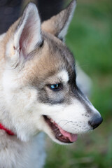 Husky dog ​​puppy muzzle upright