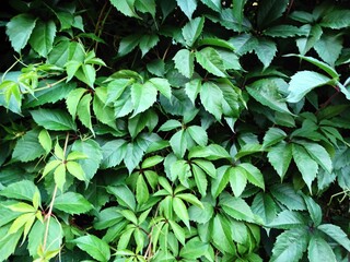 A living green wall