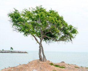 green tree in sea on background.